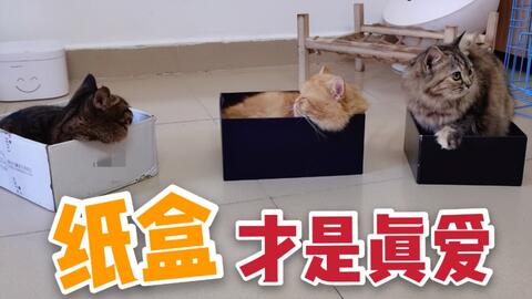 后室】你在Kitty猫的床上醒来_哔哩哔哩_bilibili