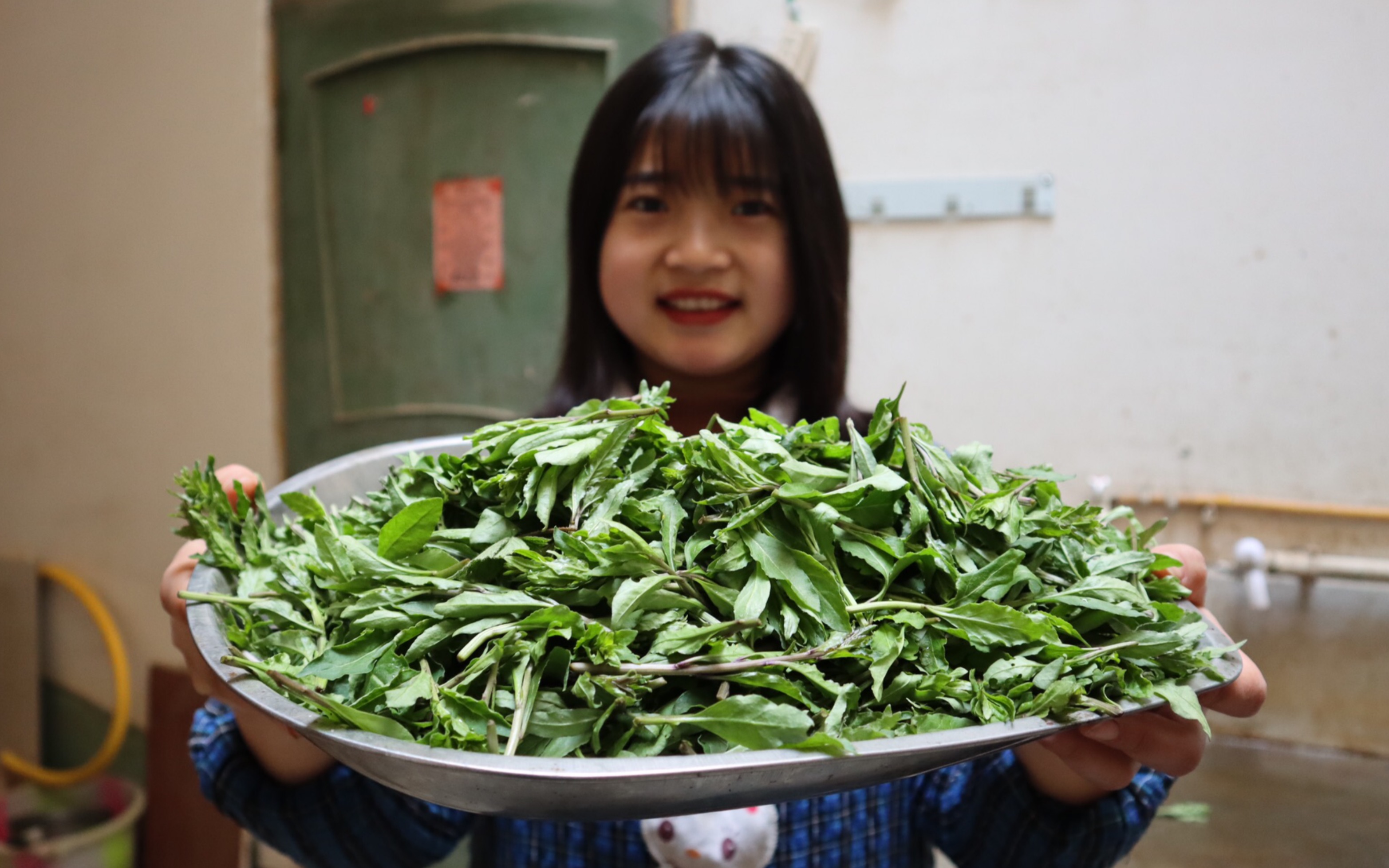 这种野菜有钱都不一定买到,农村人叫它"狗地芽",清炒凉拌都好吃_哔哩