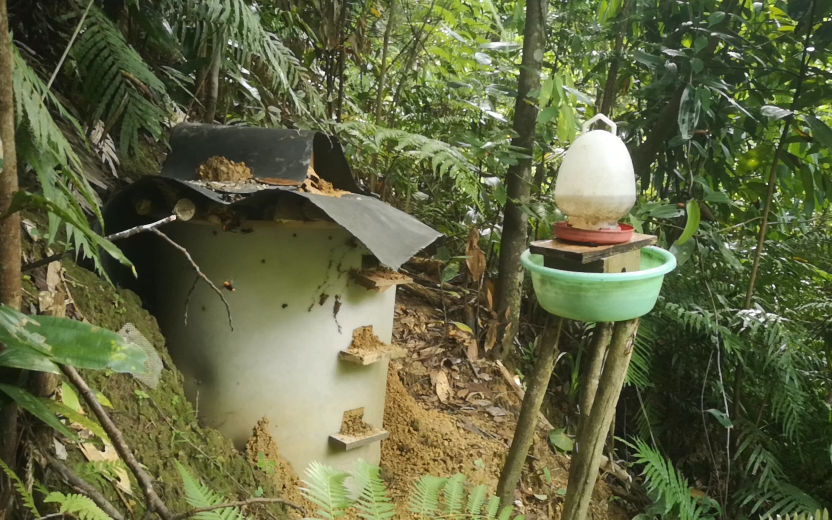 人工养殖胡蜂用胶桶养殖,前期没有喂养发展并不是很快