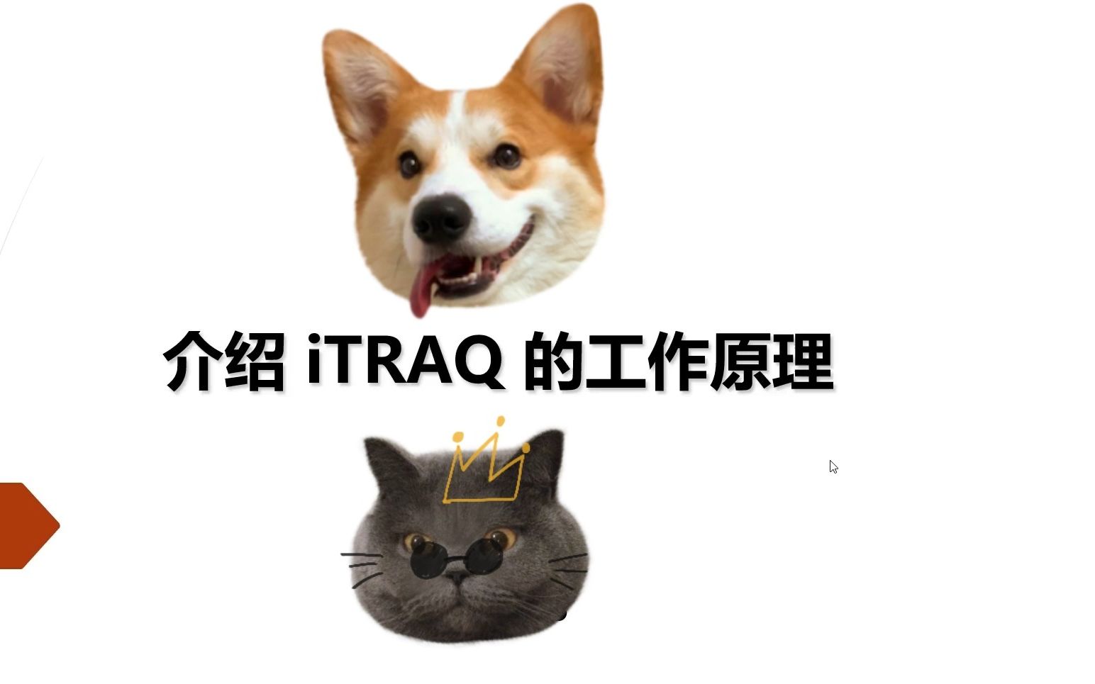 iTRAQ工作原理的介绍哔哩哔哩bilibili