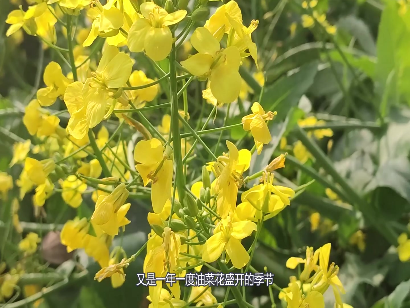 2019還是一個人,我只能在這個春暖花開的季節,獨自看油菜花了嗎