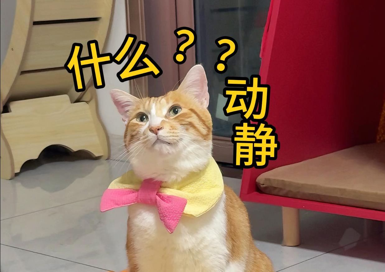 猫能听到,人听不到的到底是什么声音?哔哩哔哩bilibili