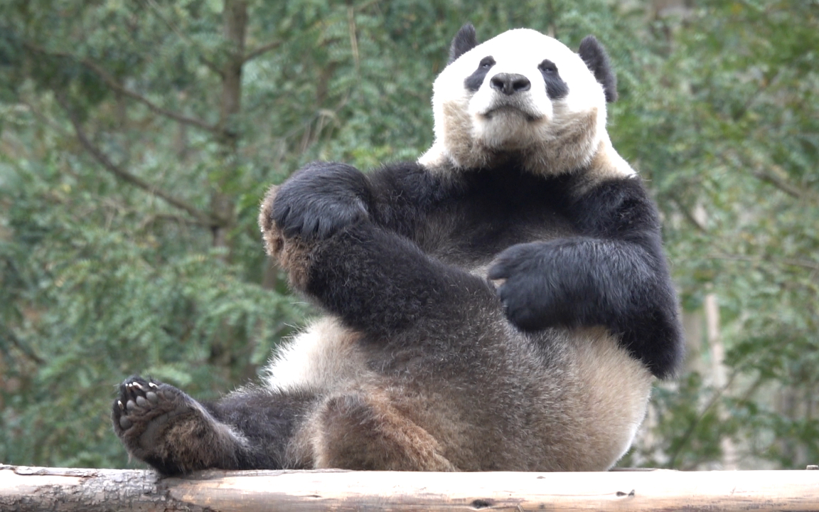 【大熊猫华美】左掏掏右掏掏的华美