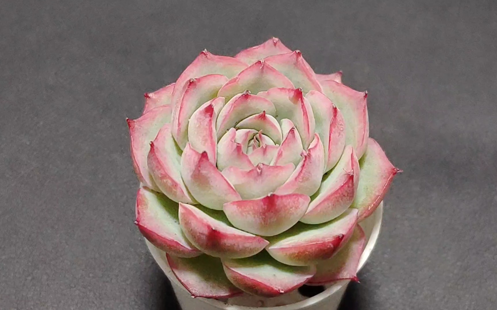 【多肉开箱】侧影,玉芙蓉,女王石化,绝美杂交