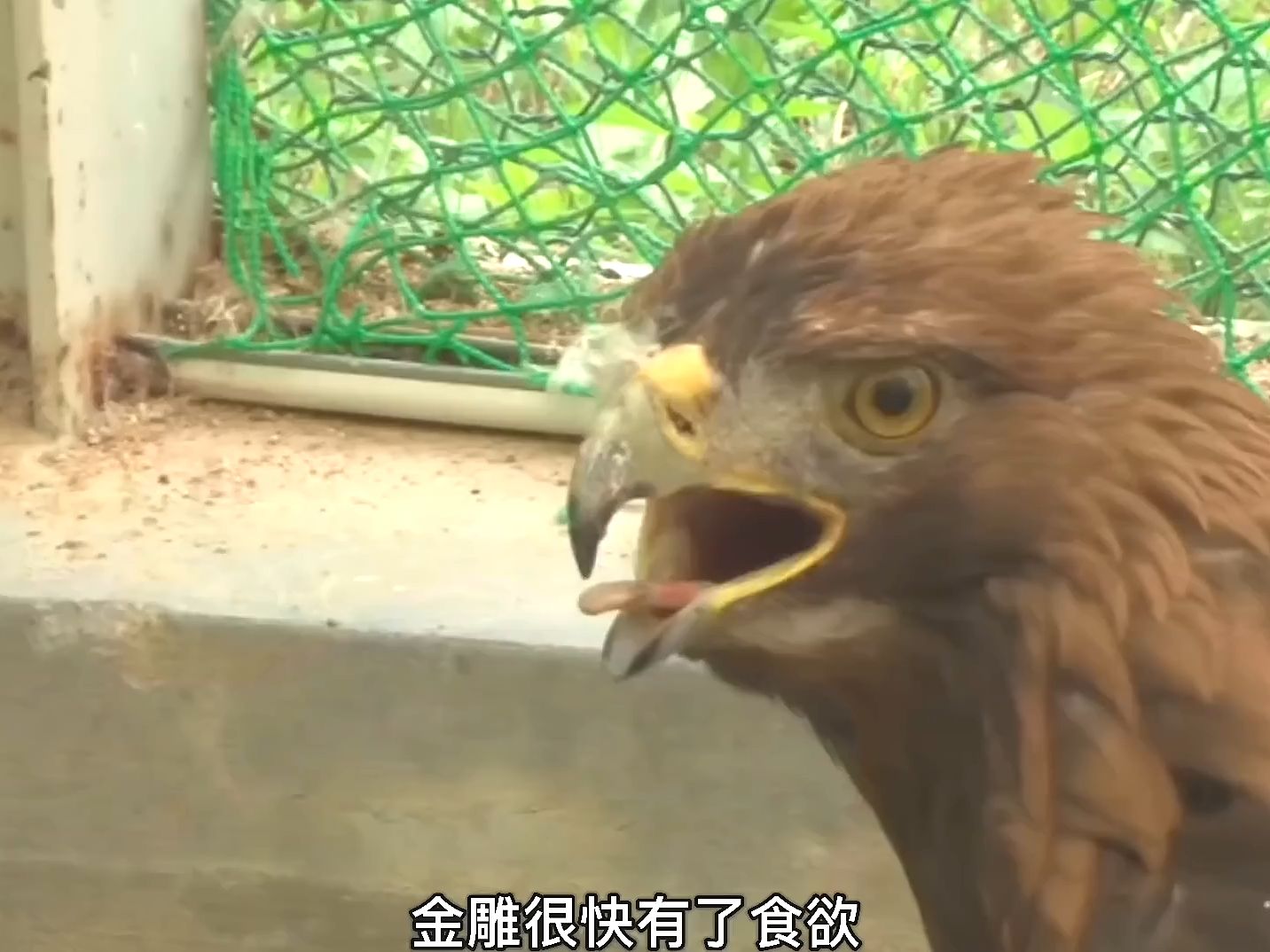 全网首次高清记录金雕雕大战雕鸮猫头鹰,这次比赛谁能获胜呢?