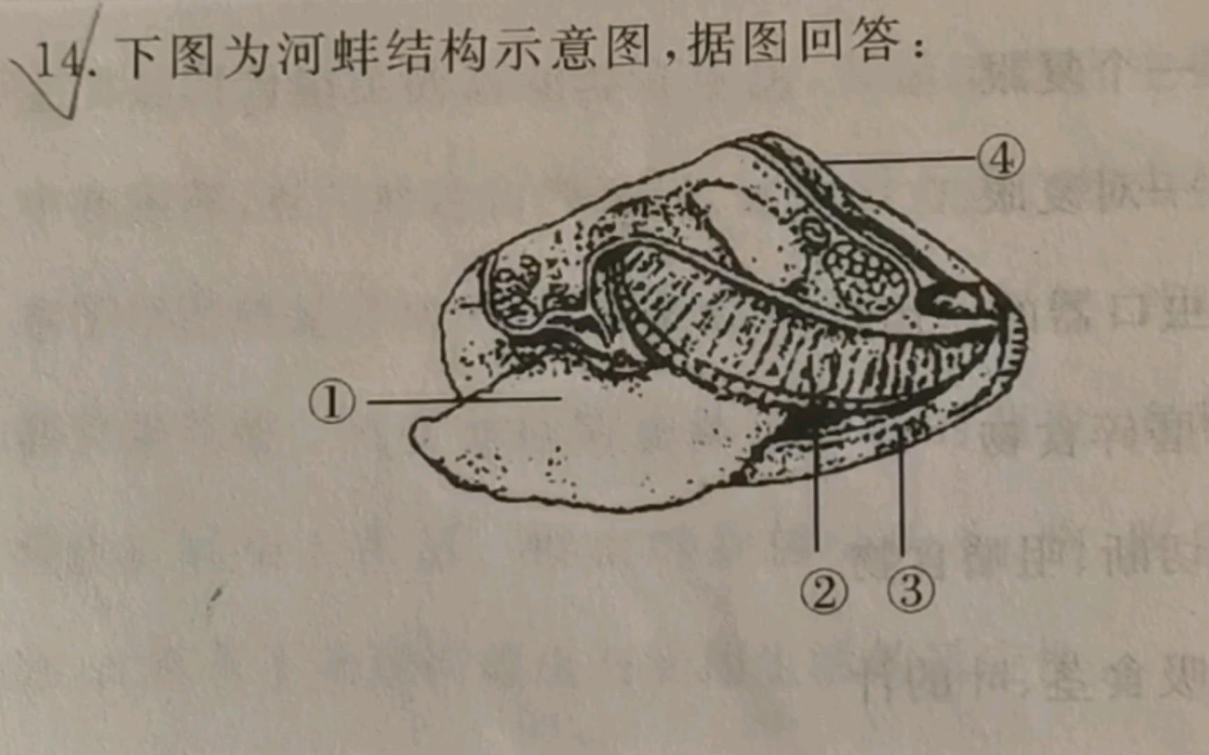 河蚌 软体动物 呼吸 外套膜 珍珠层(人教版初中生物八年级上册)