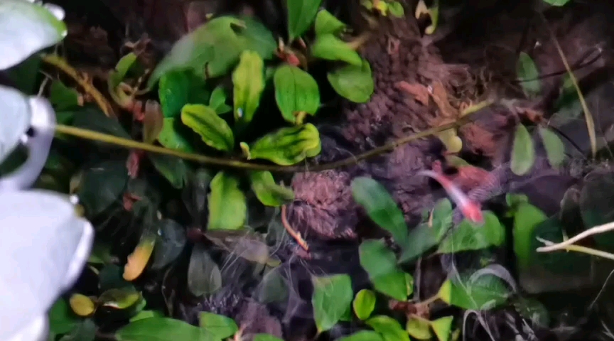 观背青鳉 幻化成风の红白