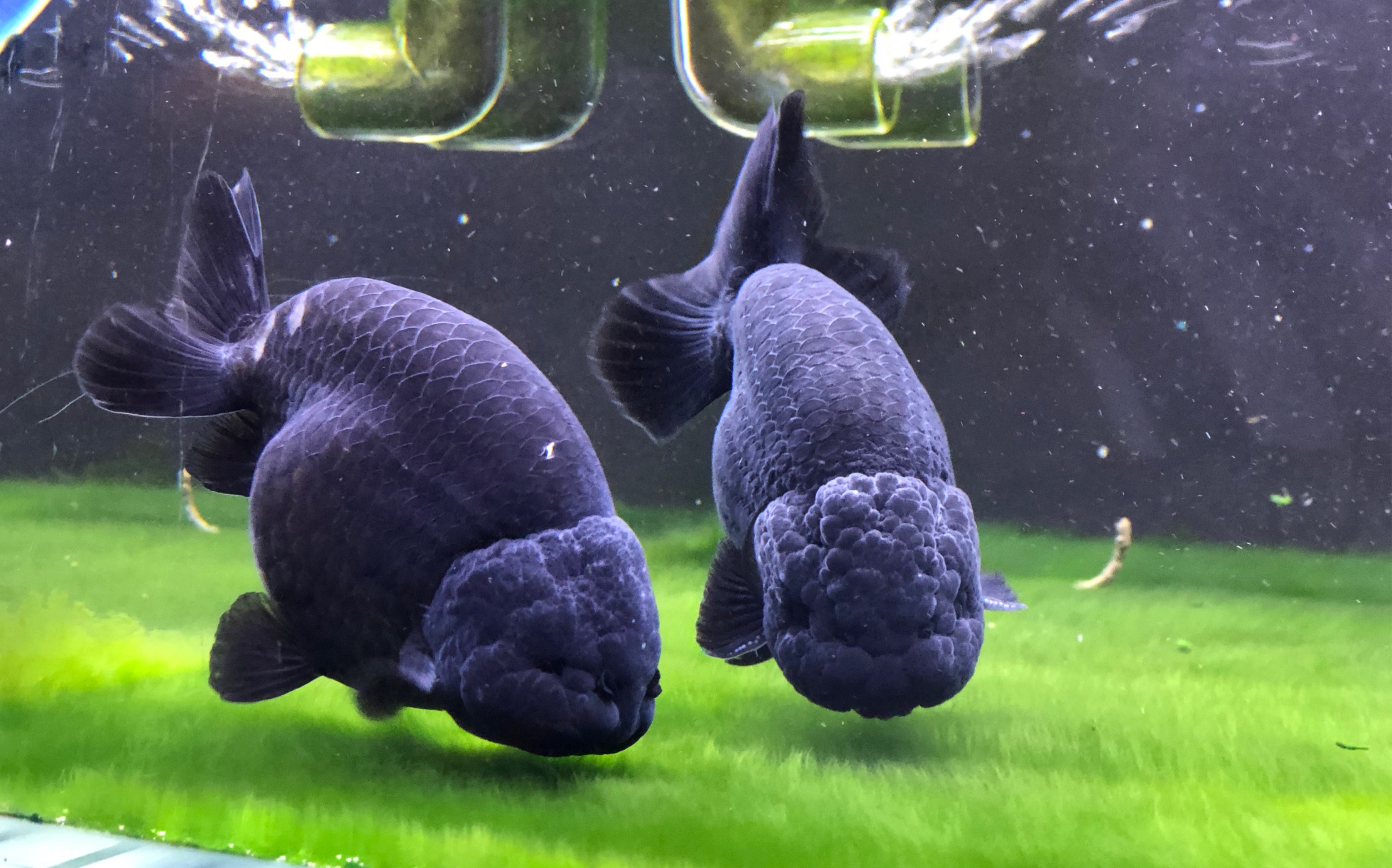 兰寿金鱼体表充血之我见_哔哩哔哩 (゜-゜)つロ 干杯~-bilibili