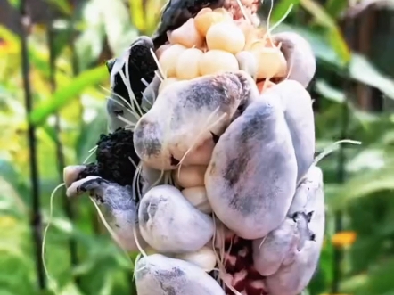 玉米地里的黑松露,你尝过吗#涨知识