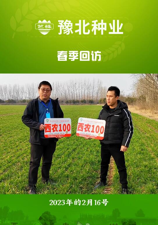 高产理想要实现,西农100最关键,抗冻,抗旱,分蘖能力强,种麦,就种西农