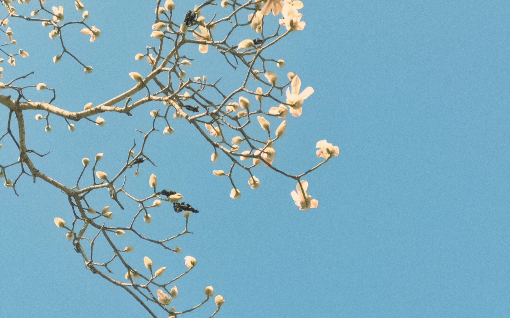 [图]Snapseed修图记录——望春花3