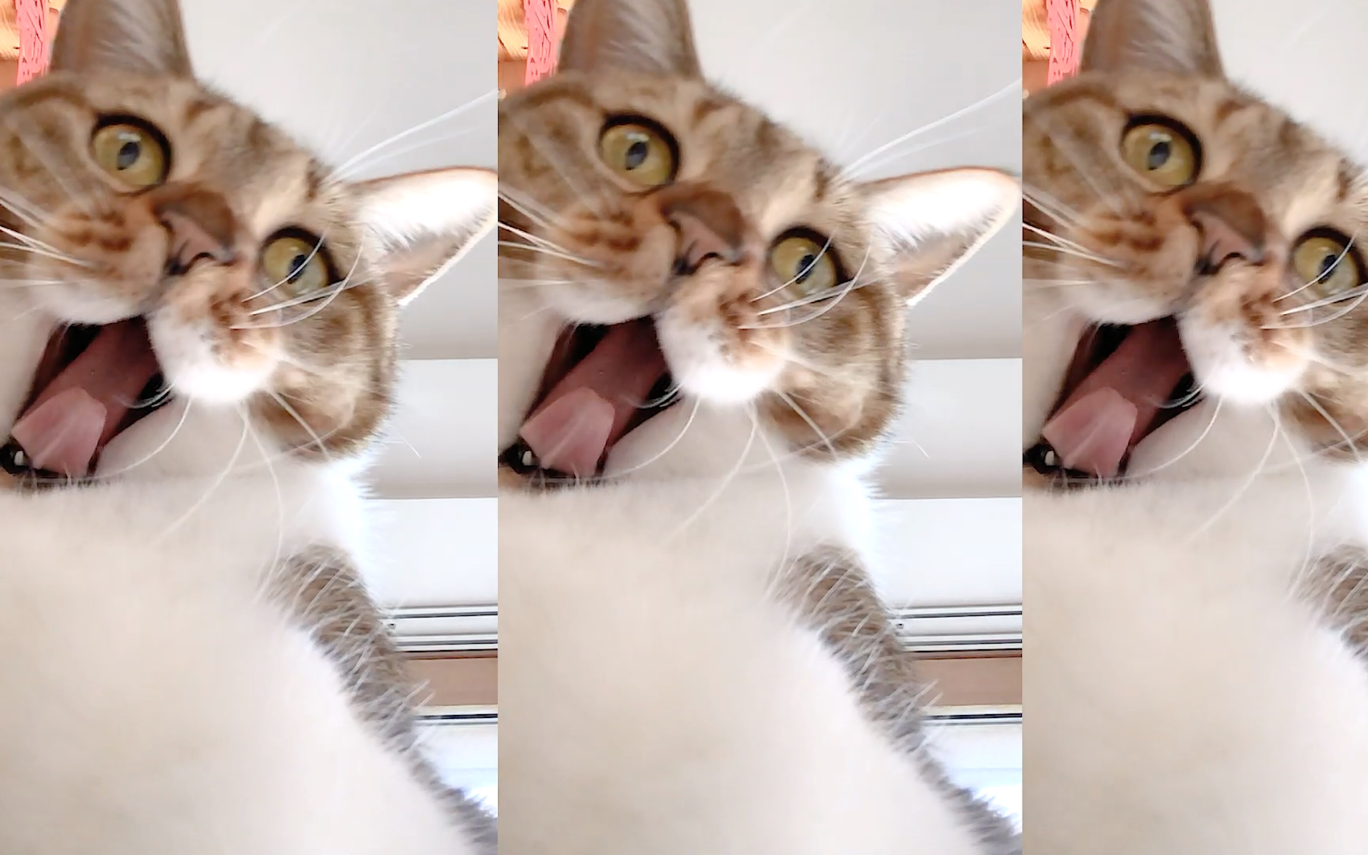 猫到底会不会自拍(07▽`)