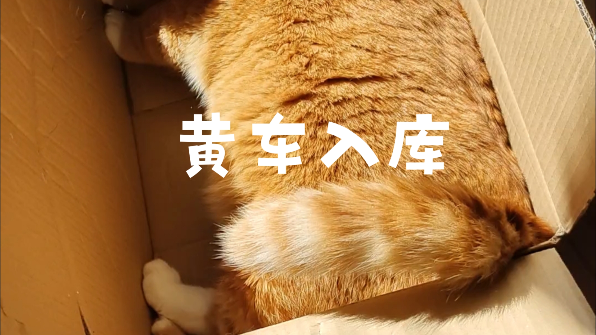 橘猫蛋糕 语音控制黄蛋糕入库哔哩哔哩bilibili