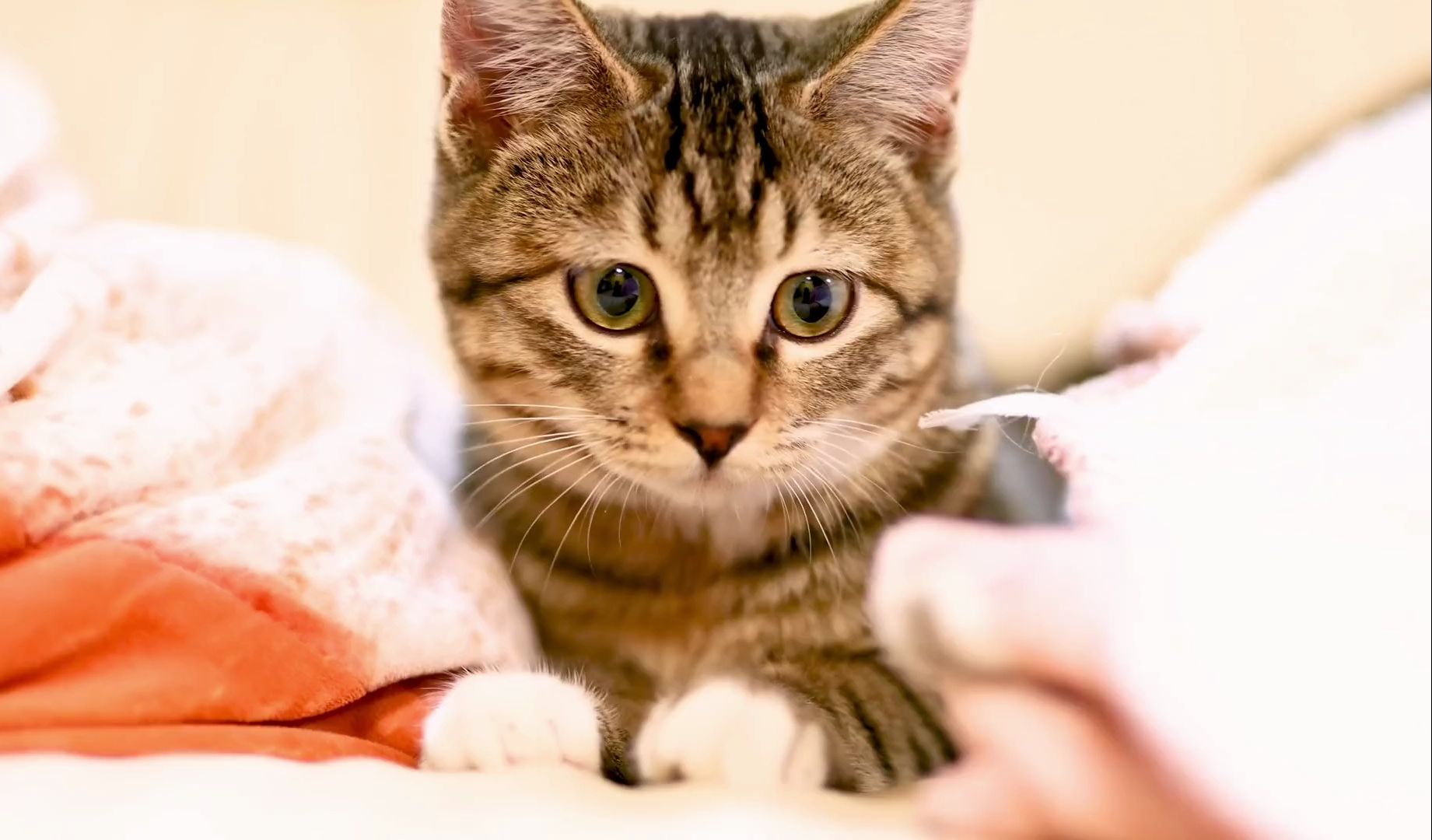 田园猫不如宠物猫?#猫