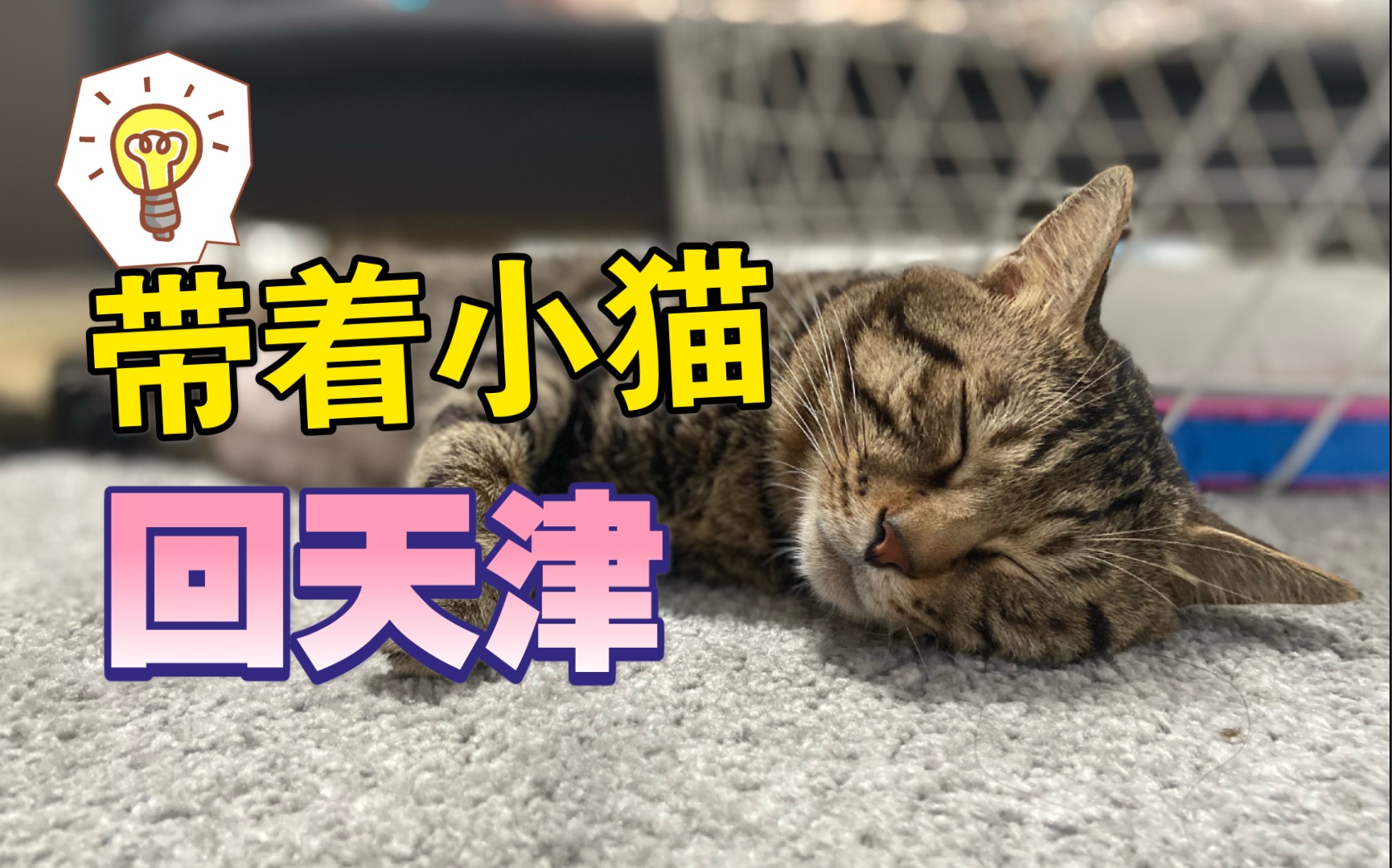 带着我们的小喵呜一起坐火车回老家啦