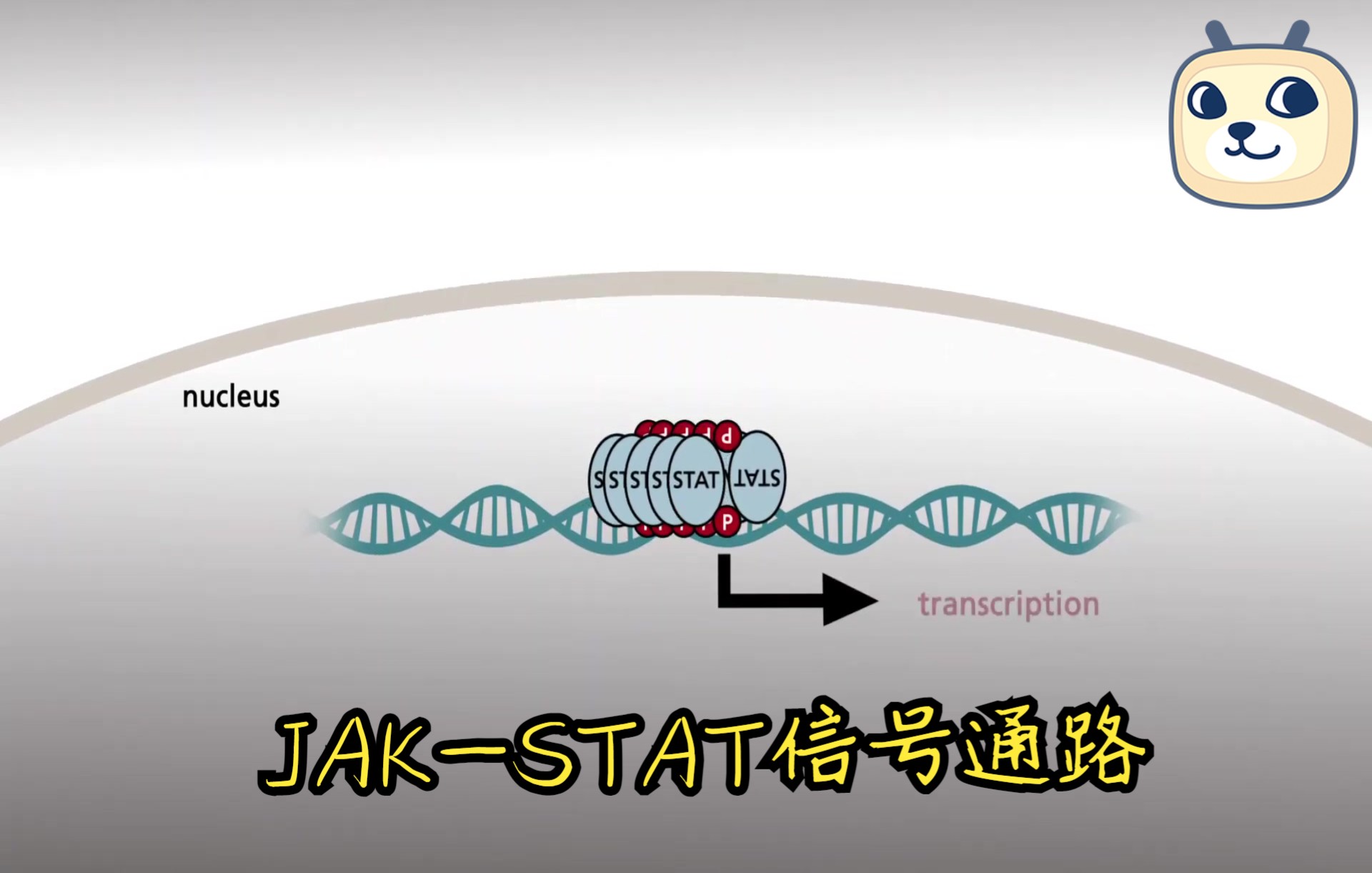 【信号转导】JAKSTAT信号通路动画演示 中英字幕 by Onkoview哔哩哔哩bilibili