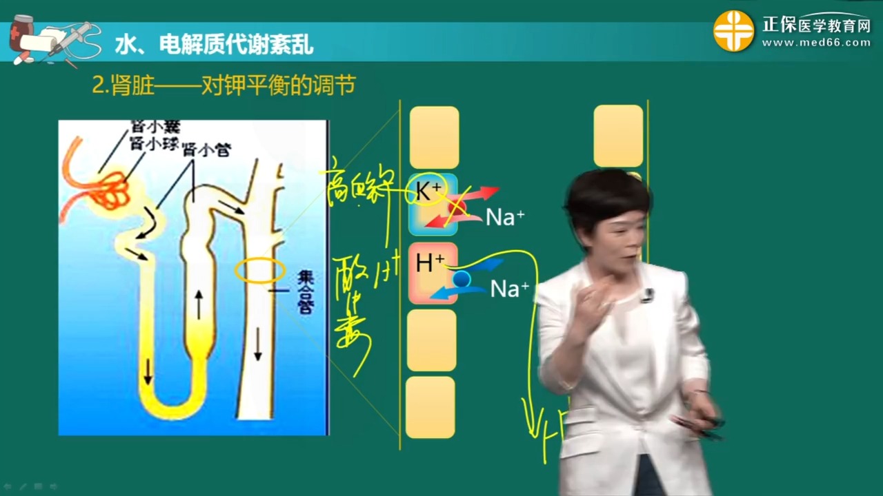 [图][0204]第04讲正常钾代谢及钾代谢紊乱.