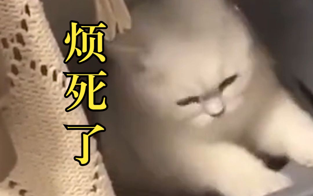 猫咪:烦死了哔哩哔哩bilibili