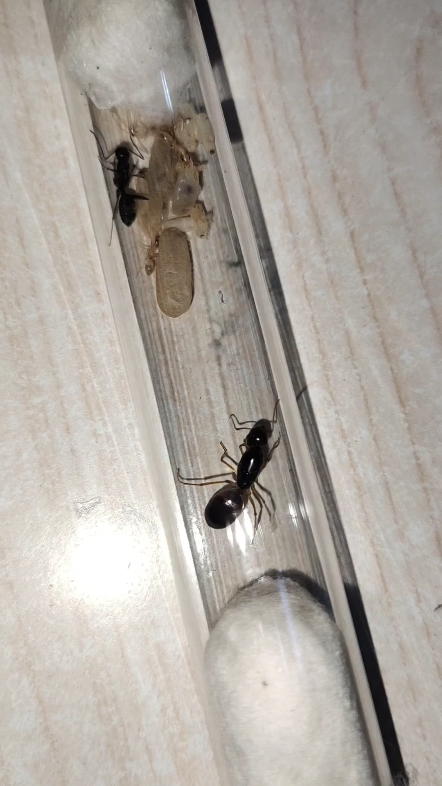 黑斑弓背蚁窝里出来一只日本弓背蚁[呲牙]