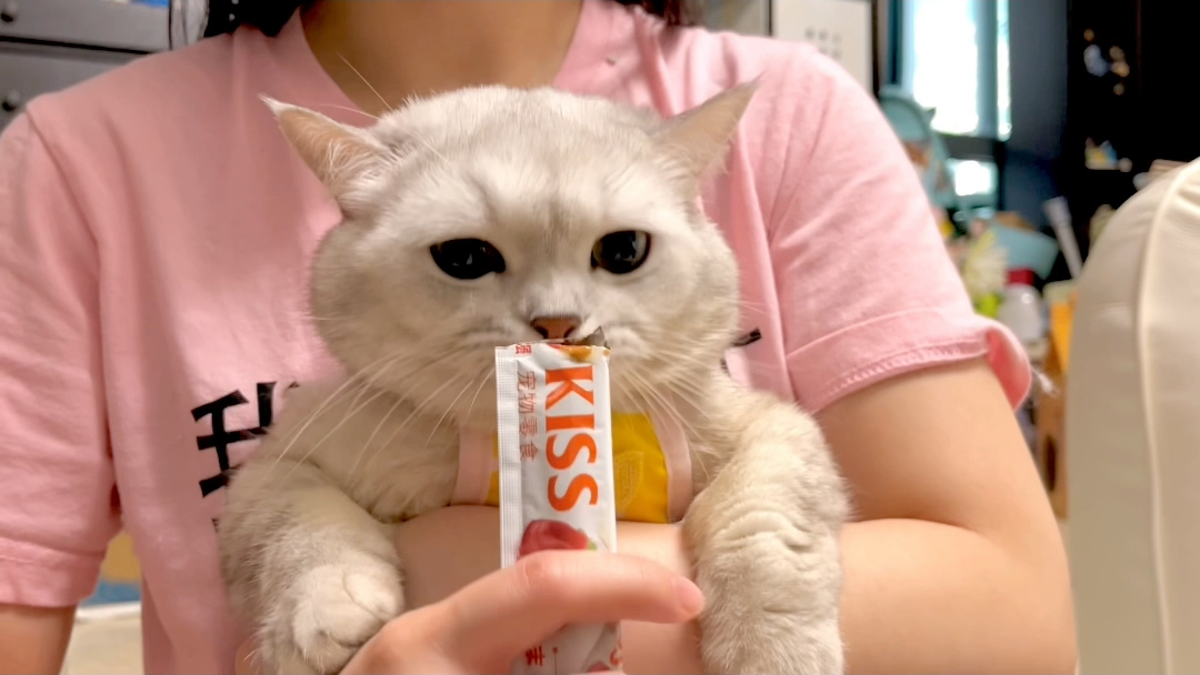 宠物博主大型团建!20只小猫你都认识吗?-迷你猫张嘟嘟-迷你猫张嘟嘟-哔哩哔哩视频