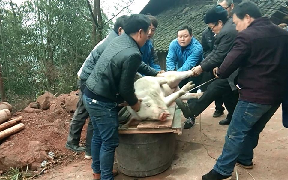 [图]村里老人去世，七八个男子杀猪时发生了什么，现场人都笑了起来