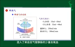 #肺换气的过程#人体生理学#医学知识科普#每天学习一点点