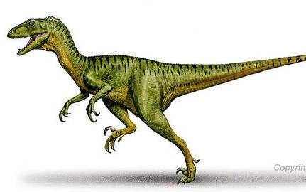 魔兽世界x猎人宠物x百猎嶙峋系列042期狂野的细颚龙迅猛龙