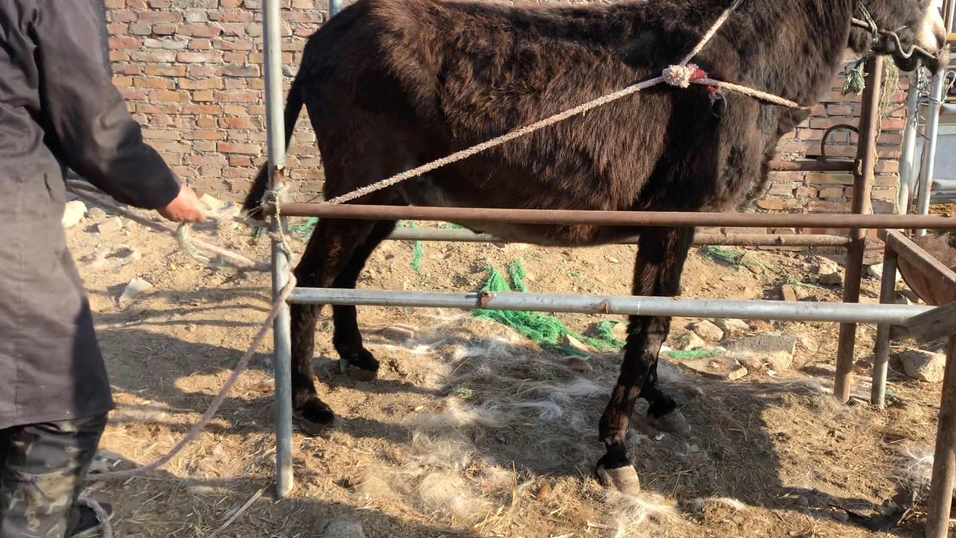 孕驢犟勁十足栽蹄流紅水,鉗擰耳朵繩綁腿,鐵架子踢人裝傻倒地!