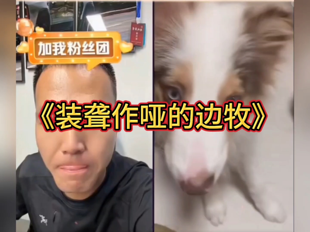 边牧是边牧，狗是狗