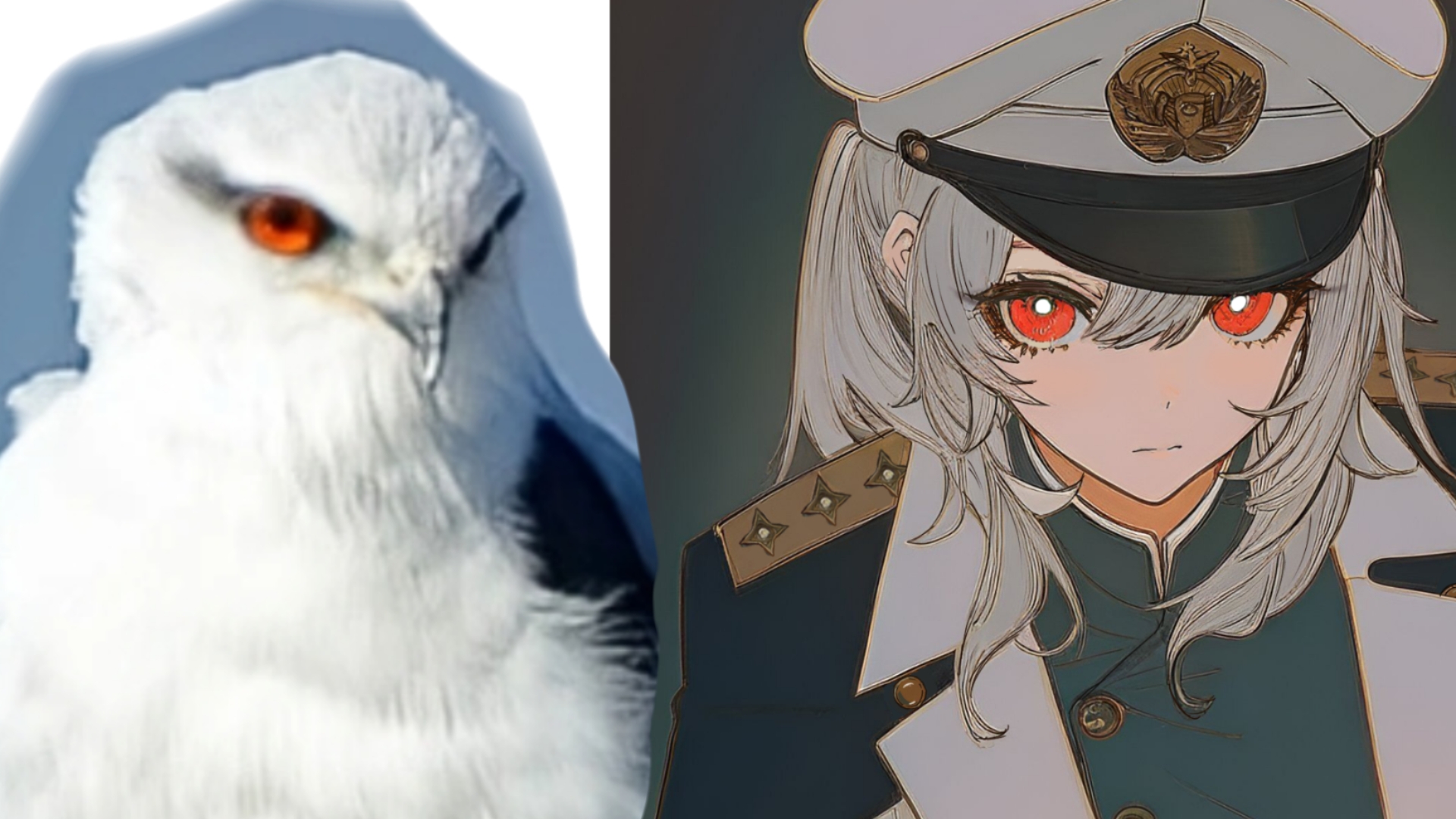 画一只黑翅鸢酱,今天吃什么好呢?