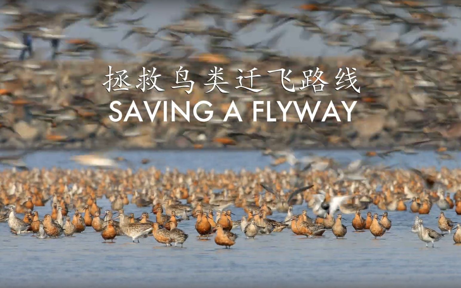 [图]中国拯救鸟类迁飞路线（黄渤海滨海湿地）- Saving a Flyway