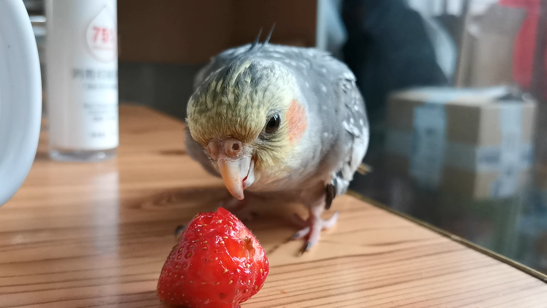 喜欢吃草莓的玄凤鹦鹉哟_哔哩哔哩_bilibili