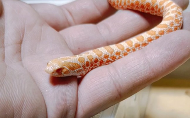 白化猪_哔哩哔哩_bilibili