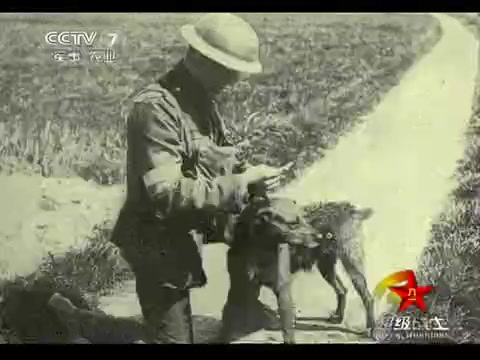 [图]【合集】世界犬王争霸赛（CCTV7谁是终极英雄）