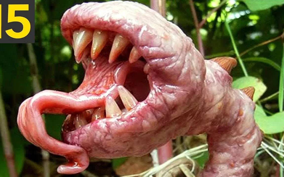 15种可怕的肉食植物