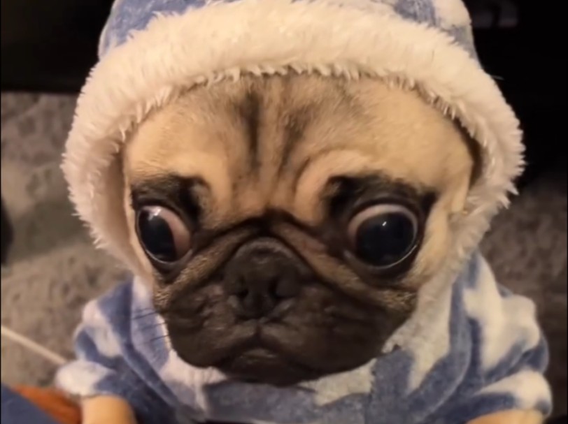 狗狗眼睛比我老公的还大