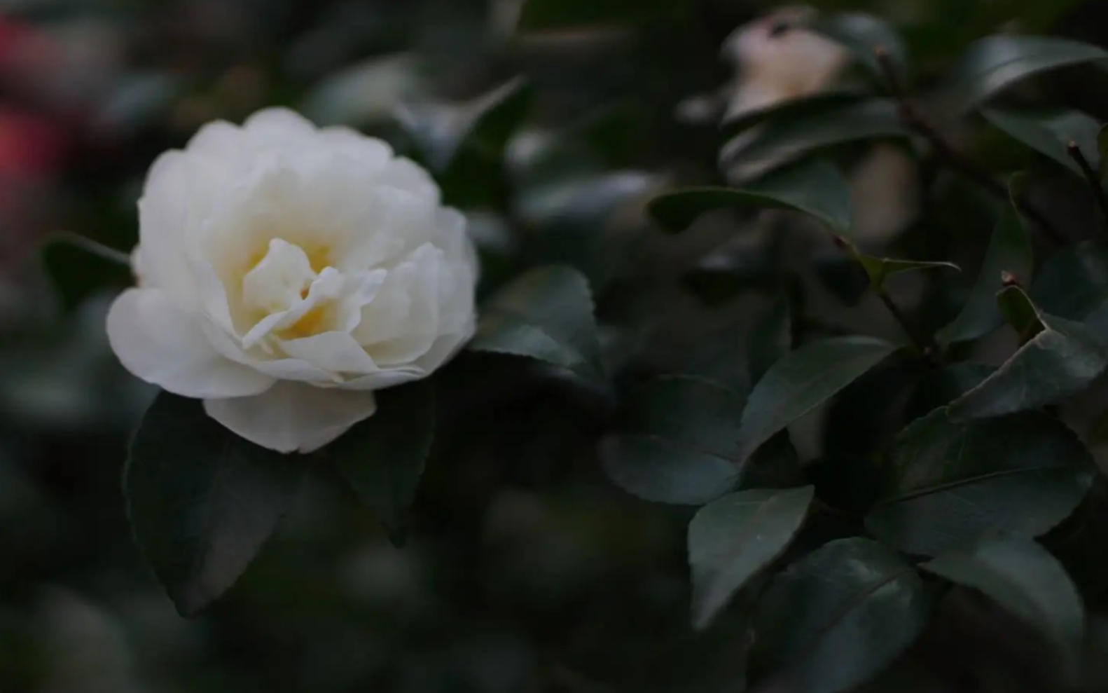 「椿」一眼朝如青丝暮成雪 美梦你不在眼前(cover.沈以诚)