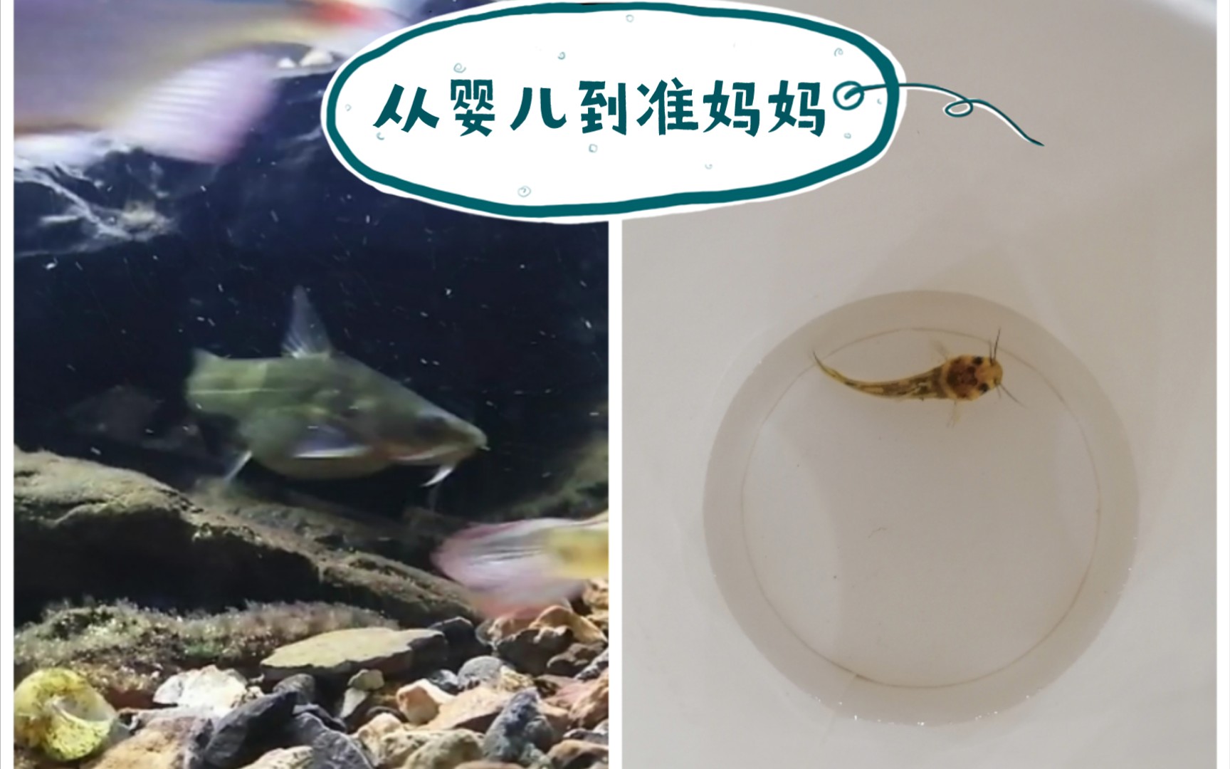 原生缸从婴儿到准妈妈这条鱼一年的变化