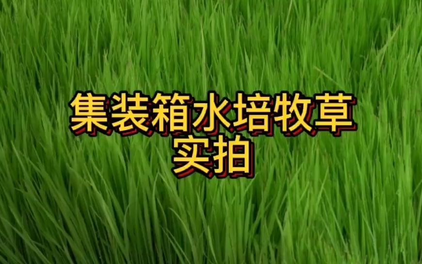 集装箱水培牧草看这里,看看水培牧草长势如何哔哩哔哩bilibili