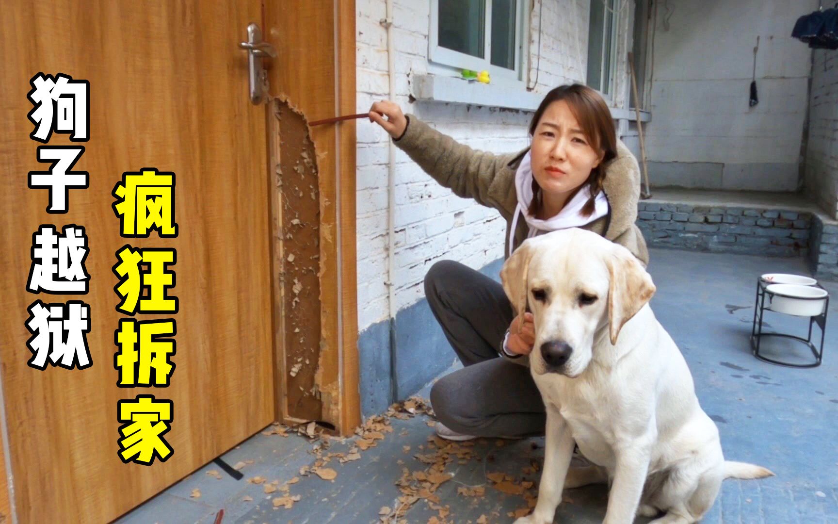 拉布拉多学会开门以后,半夜出来疯狂拆家,主人无奈只能出此下策