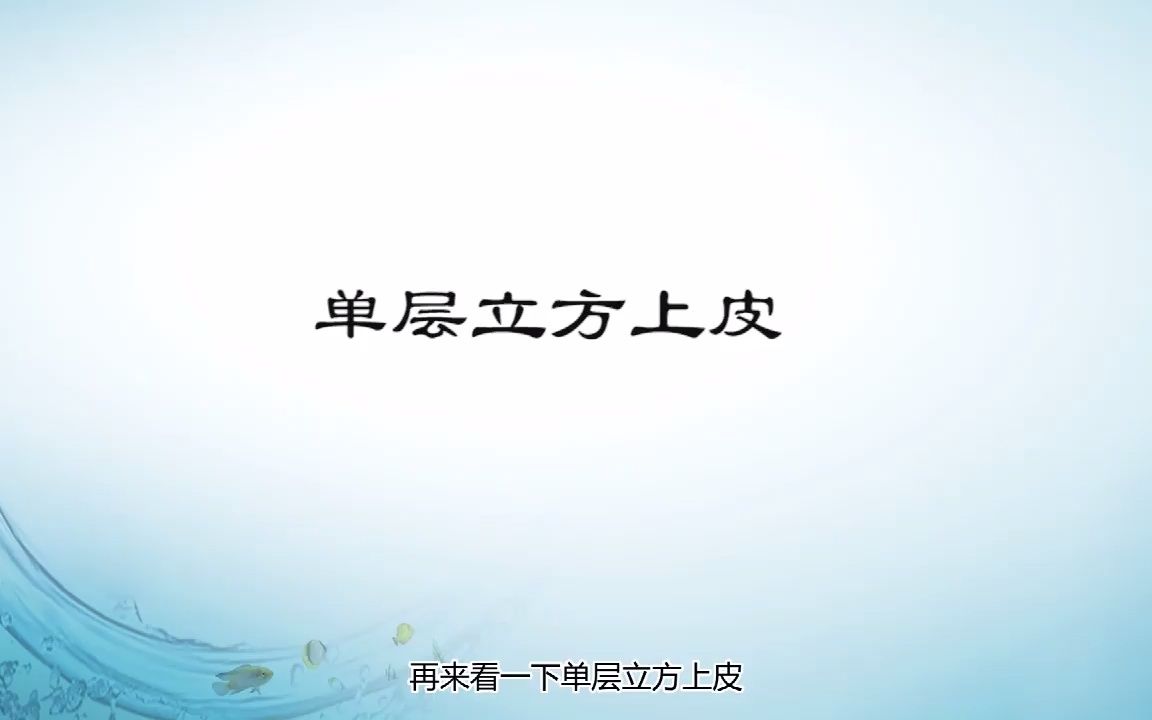 组织胚胎学实验—上皮组织单层立方上皮哔哩哔哩bilibili