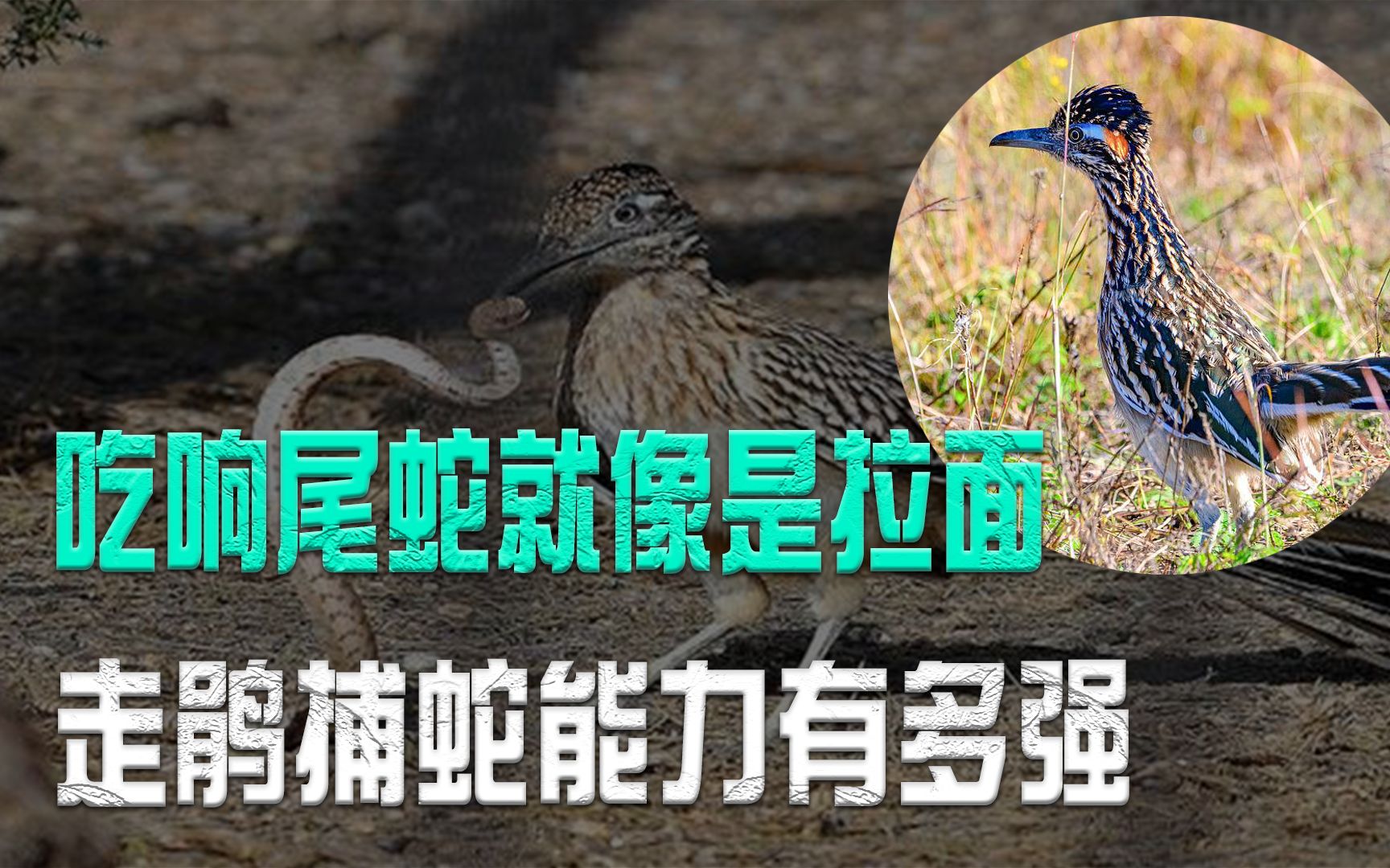 吃响尾蛇就像是拉面,走鹃捕蛇能力有多强?