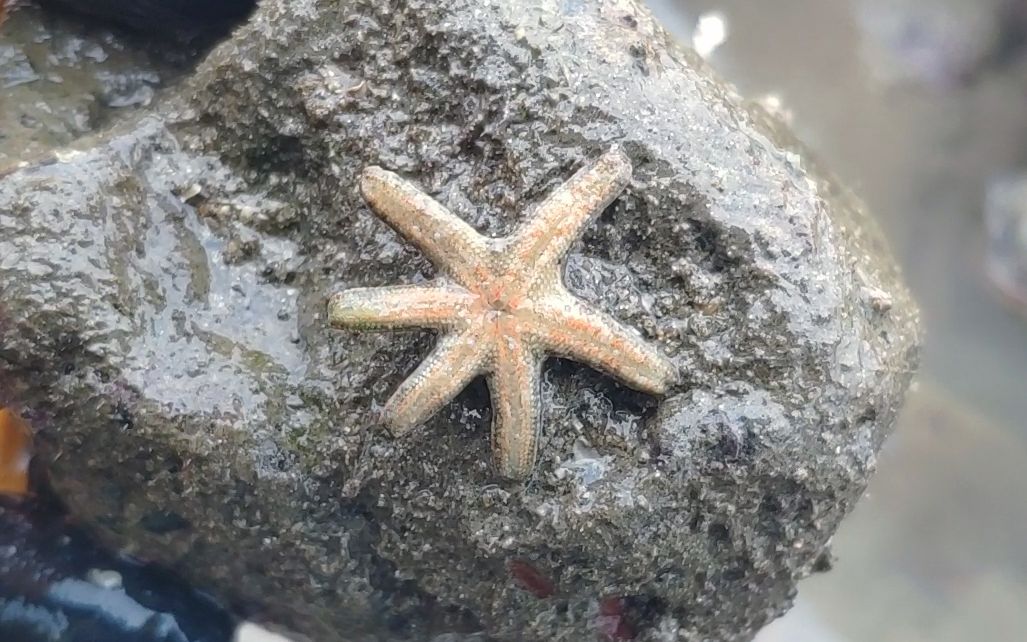 2020鼠年吉祥!六角海星,赶海有史来第一次遇见,祝大家年年好运