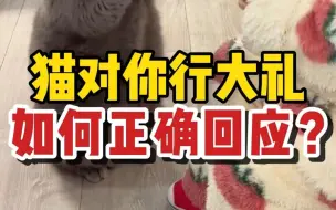 Download Video: 猫咪每天都在对你行大礼，你却不知道？赶紧回应吧！