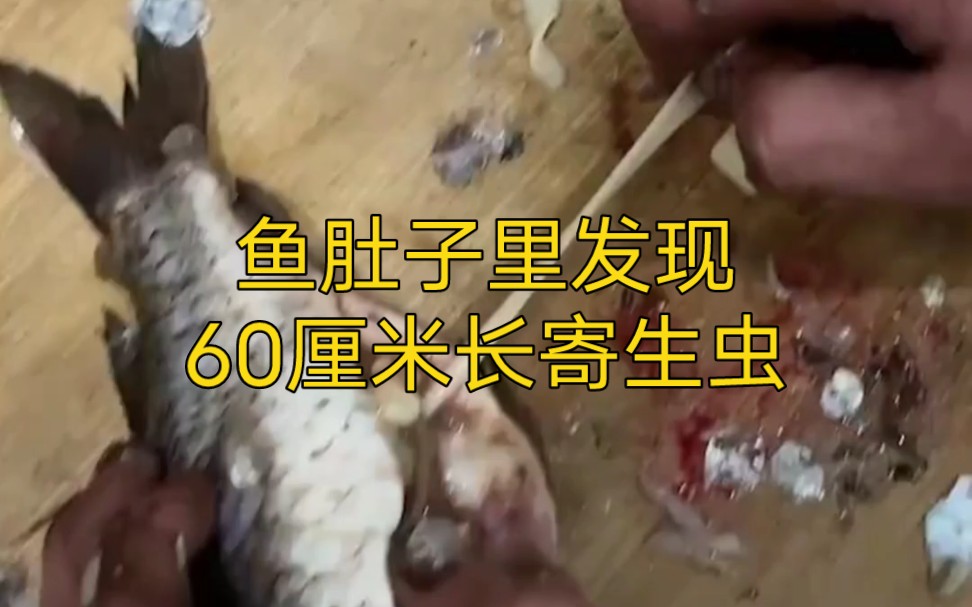 鱼肚子中惊现60厘米长寄生虫 # 谨慎观看 # 寄生虫 # 绦虫哔哩哔哩bilibili