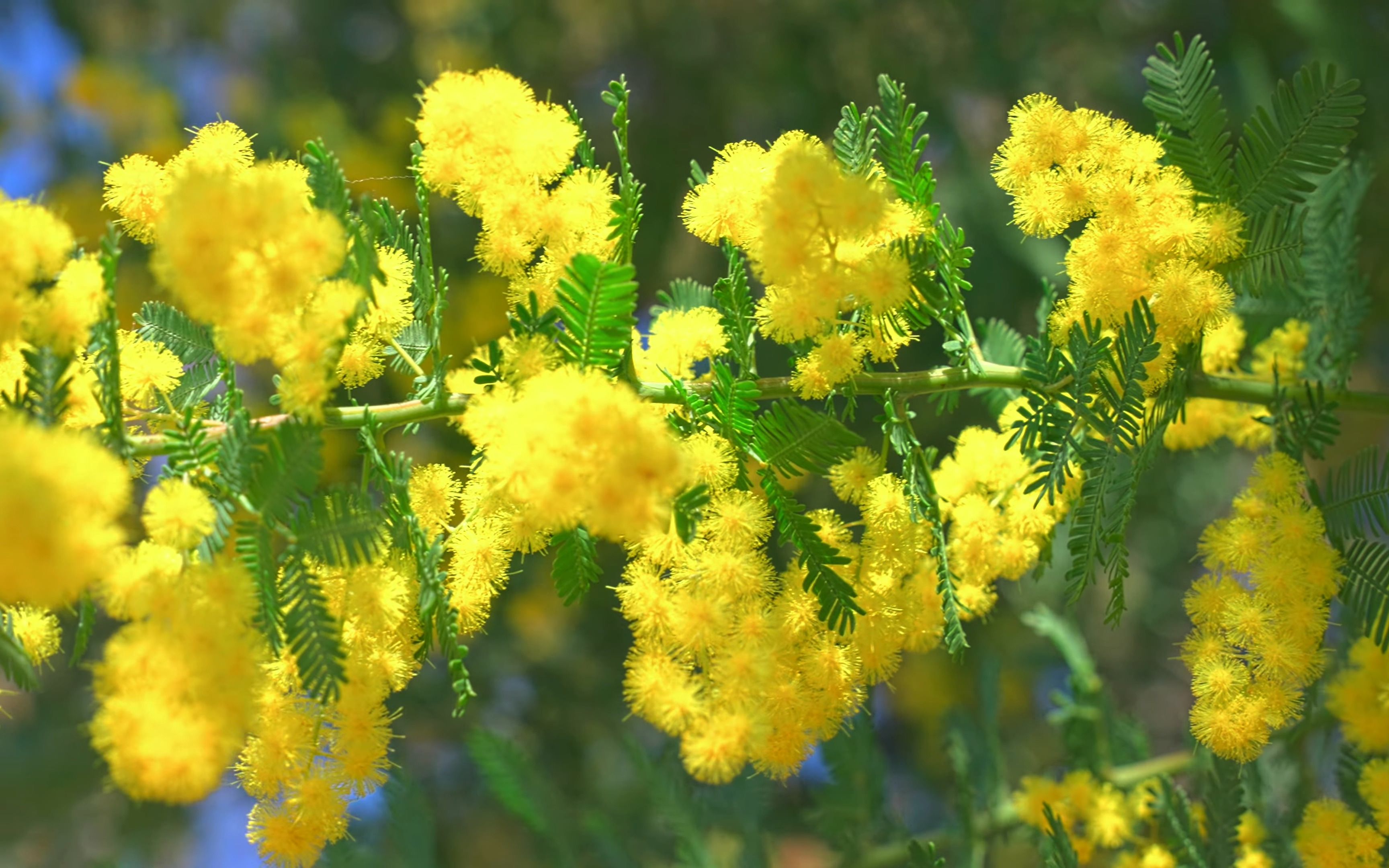 含羞草mimosaミモザ大府みどり公园