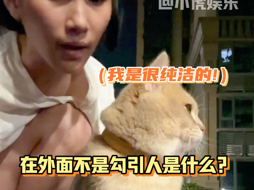 猫咪:感觉自己被侵犯了,猫:你什么意思哔哩哔哩bilibili