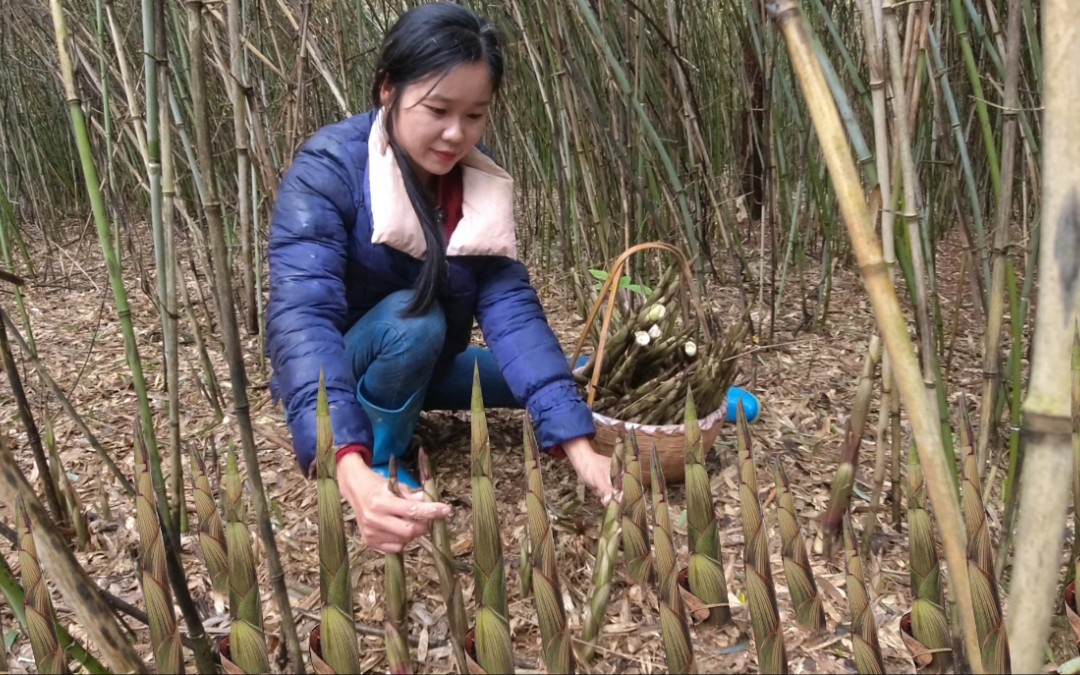 [图]雨后野竹笋疯长，钻进林子就不想出来，这“夺笋”的快乐让人上瘾