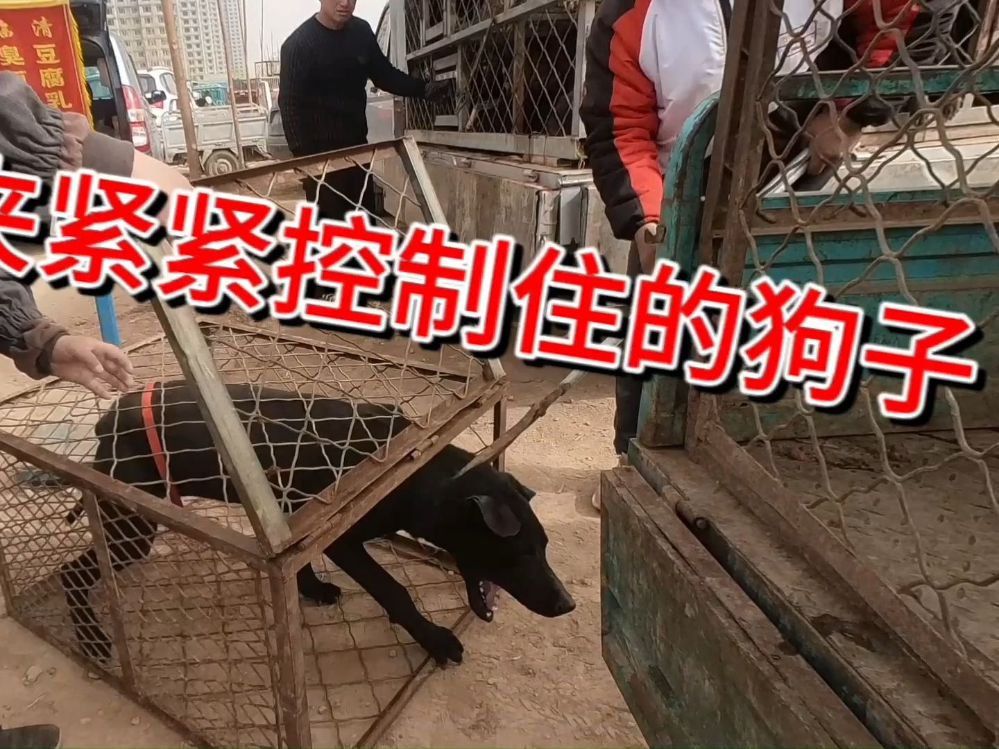 为了把狗卖给狗肉贩子,主人龇牙咧嘴亲自夹狗,狗子疼的嗷嗷惨叫