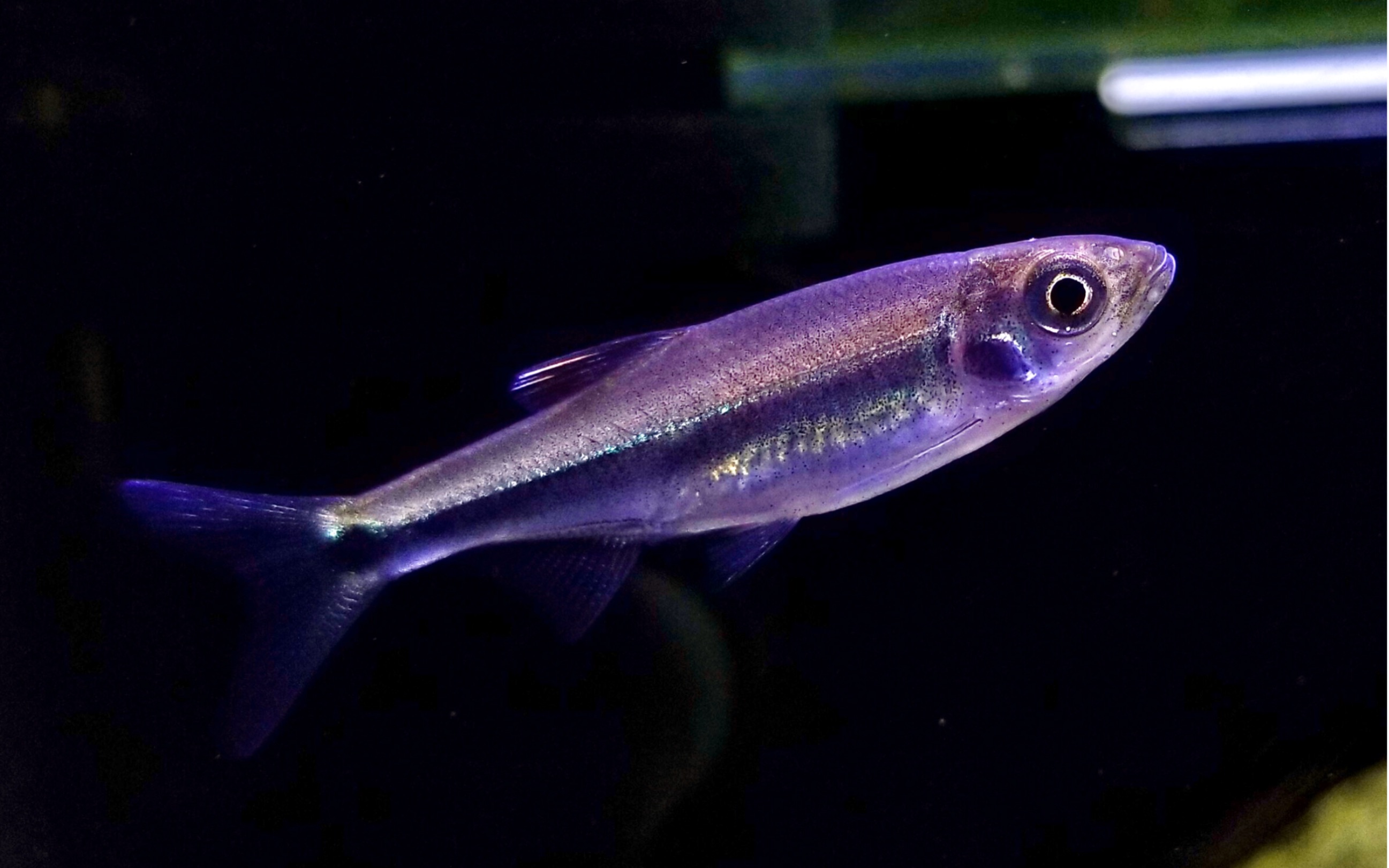 【原生鱼】一口一只虾的食肉兽,慢动作拍摄异鱲捕食黑壳虾.